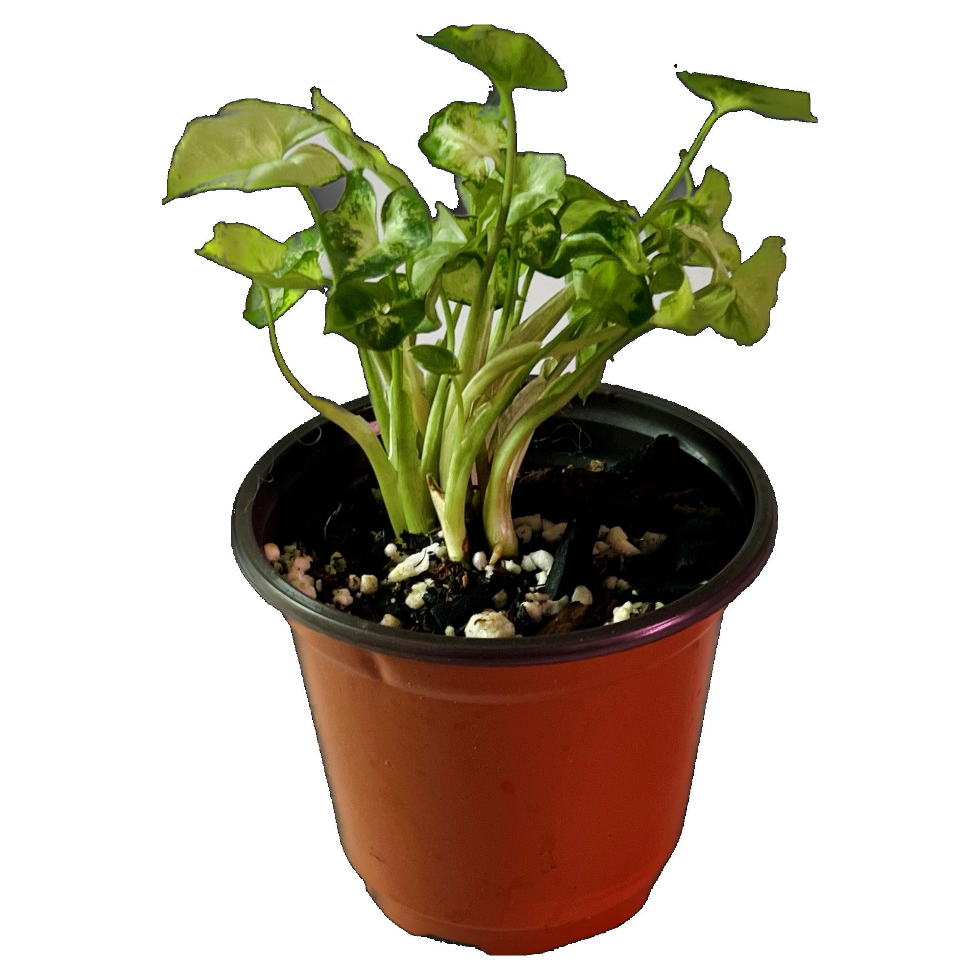 Syngonium Pixie in 4" pot