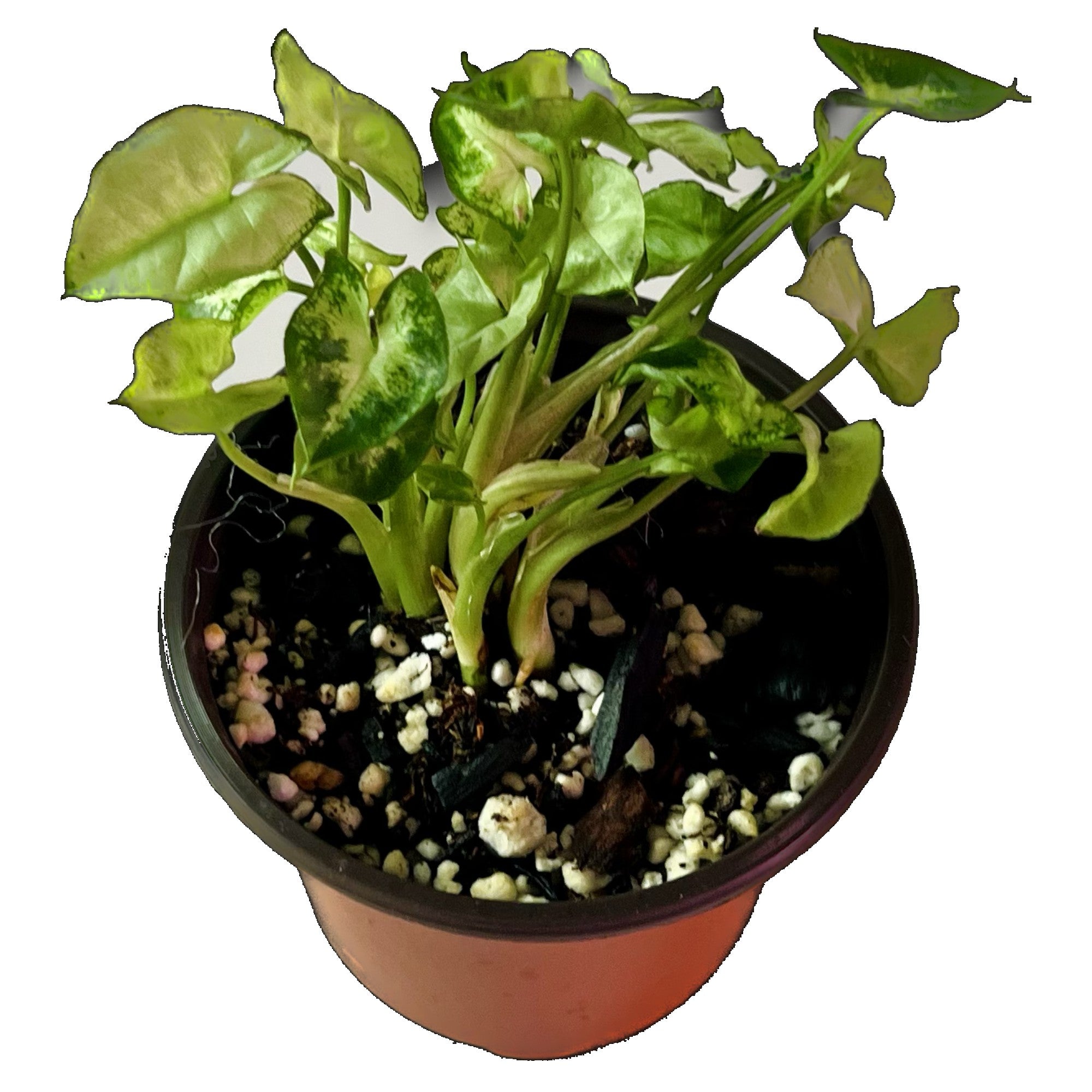 Syngonium Pixie in 4" pot