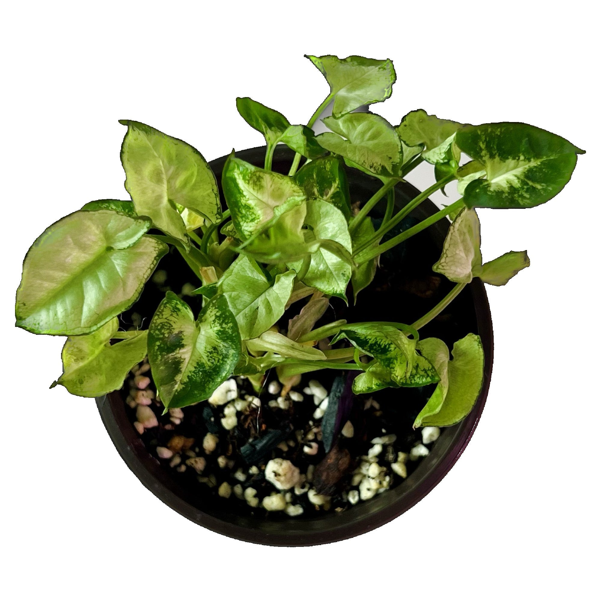 Syngonium Pixie in 4" pot