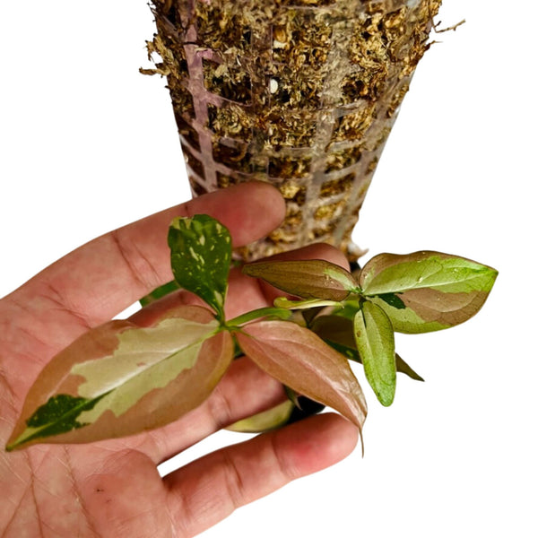 Syngonium Red Spot Tricolor - Grande con poste de musgo Syngonium Red Spot Tricolor - Grande con poste de musgo