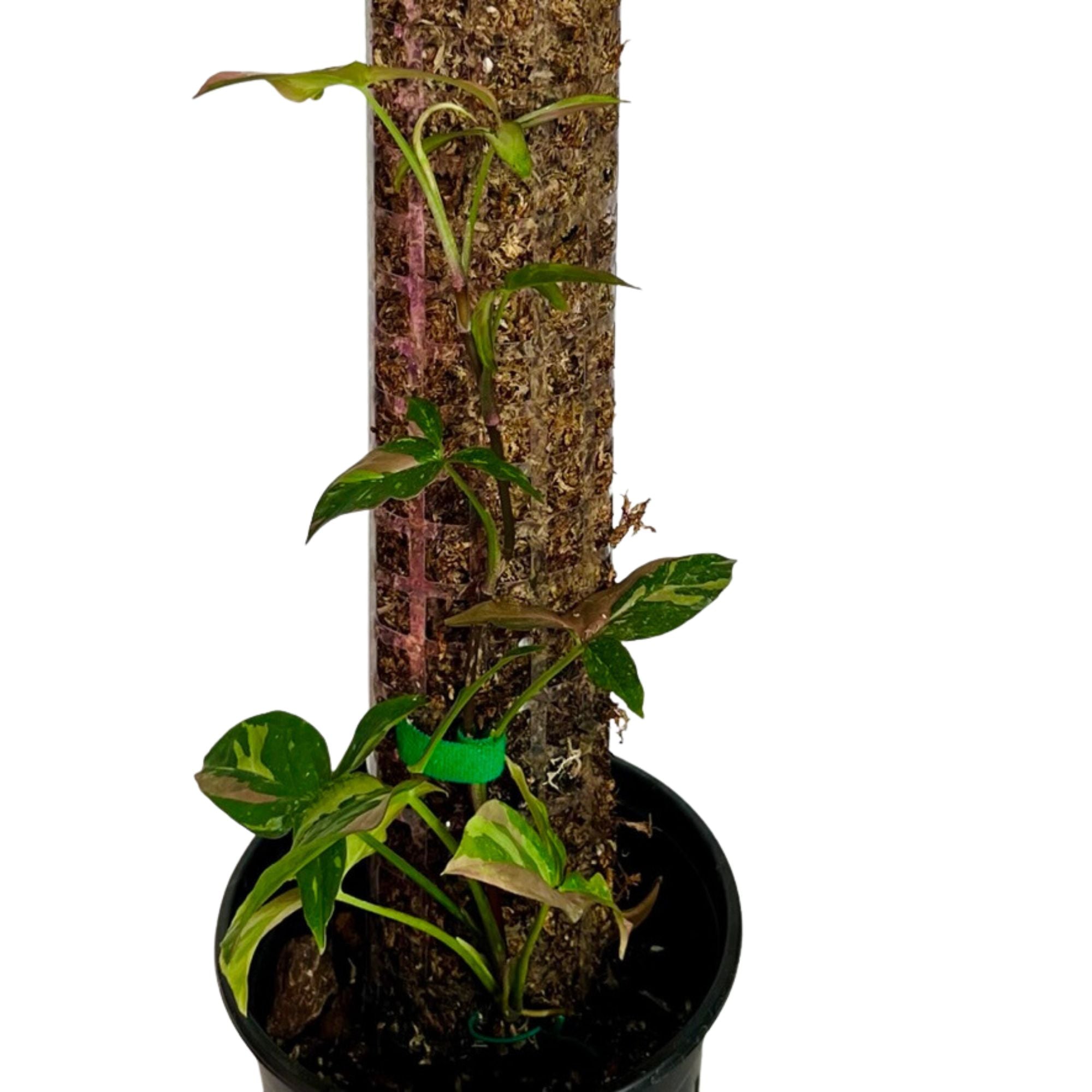 Syngonium Red Spot Tricolor in 1/2 Gallon pot with Moss Pole