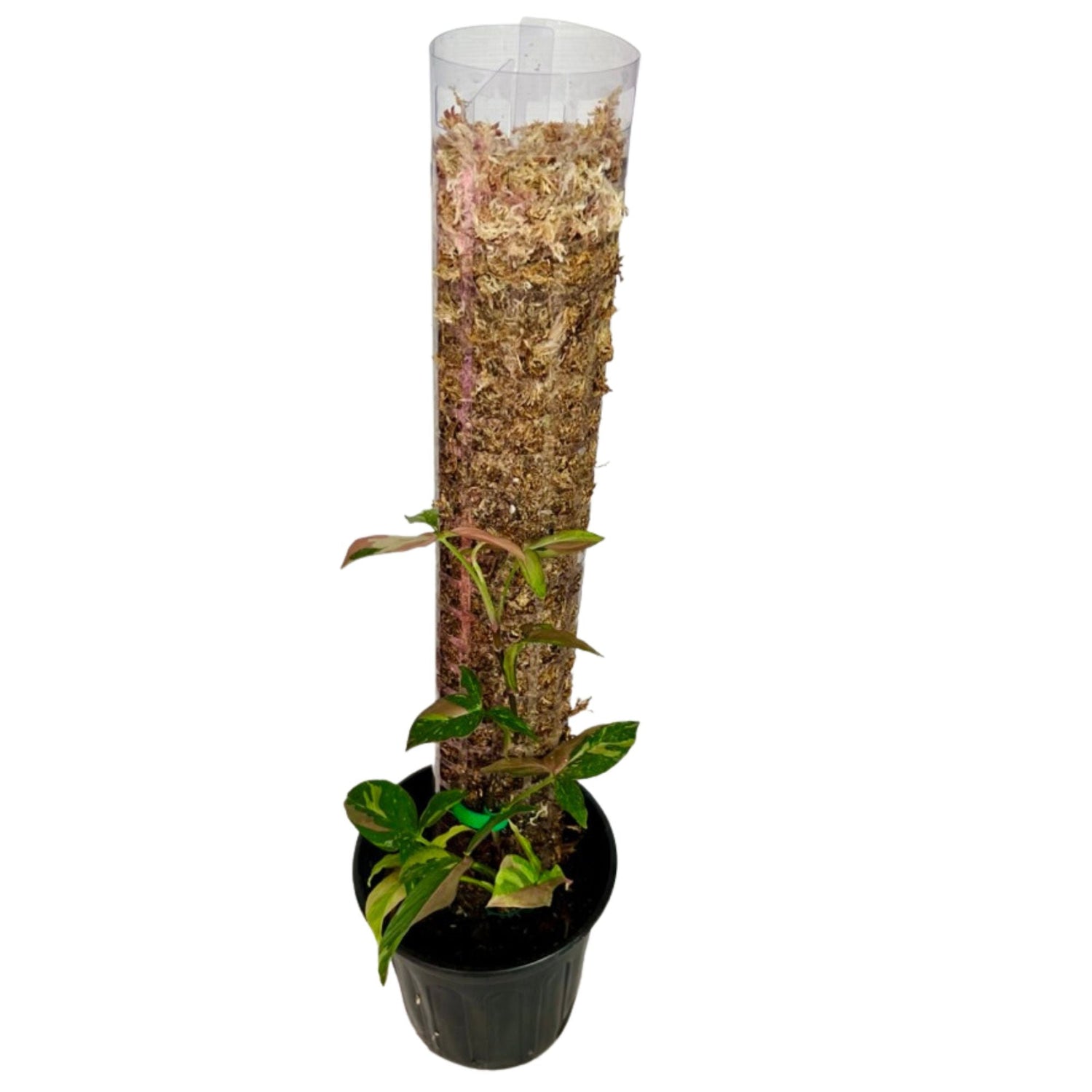 Syngonium Red Spot Tricolor in 1/2 Gallon pot with Moss Pole