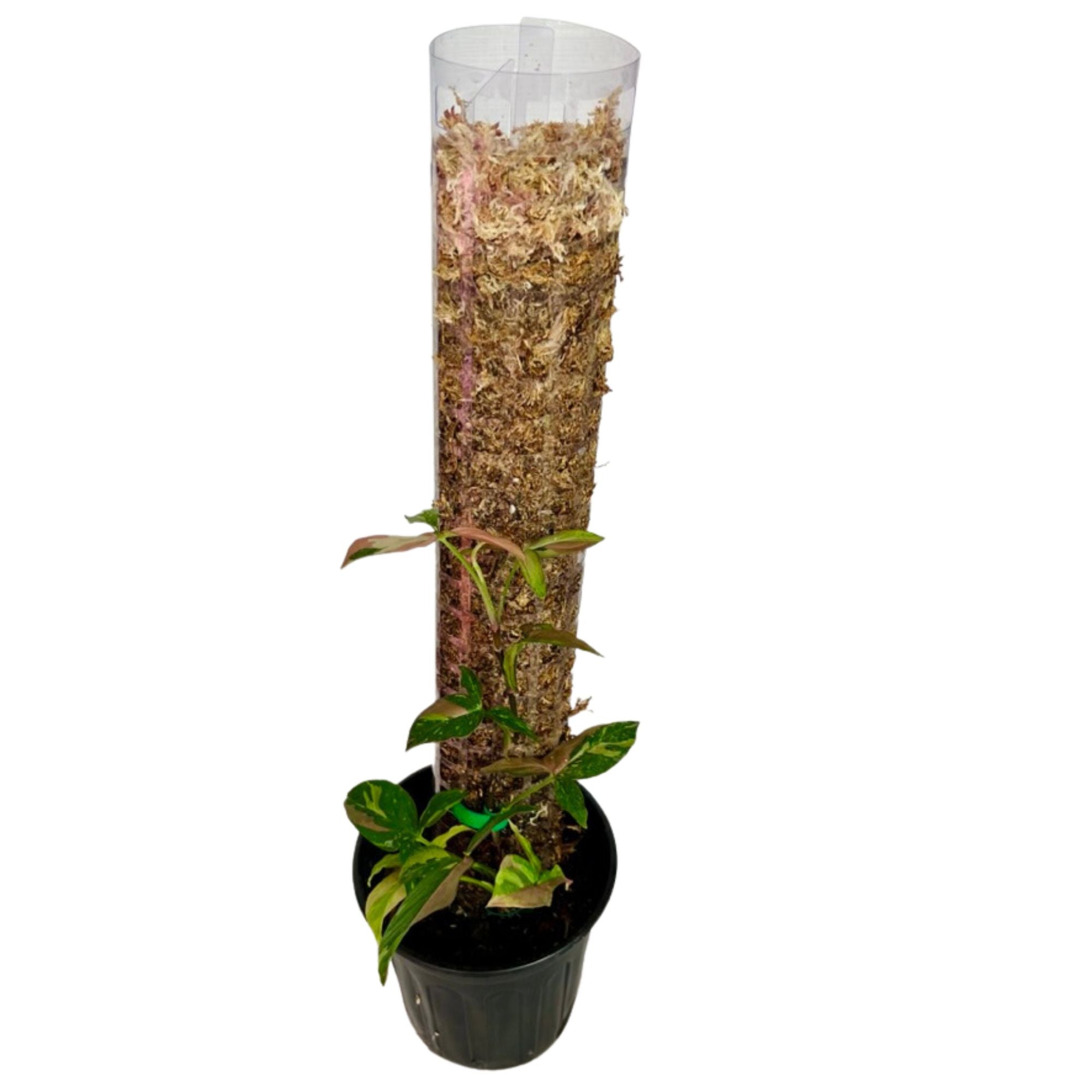 Syngonium Red Spot Tricolor in 1/2 Gallon pot with Moss Pole