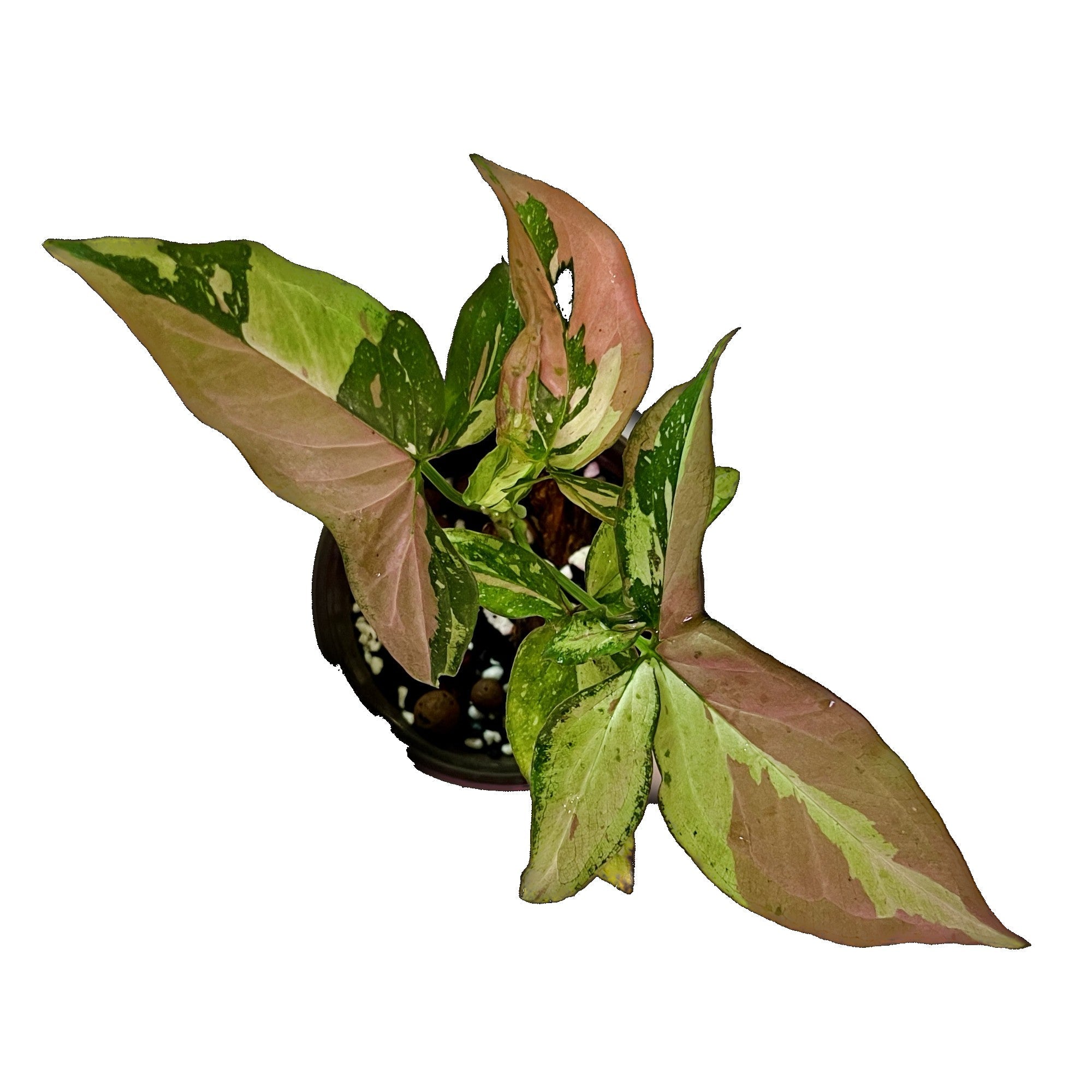 Syngonium Red Spot Tricolor in 4" pot