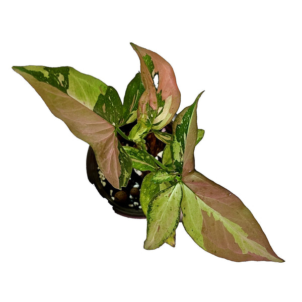 Mancha Roja Syngonium Tricolor - Pequeña Mancha Roja Syngonium Tricolor - Pequeña