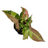 Syngonium Red Spot Tricolor in 4" pot
