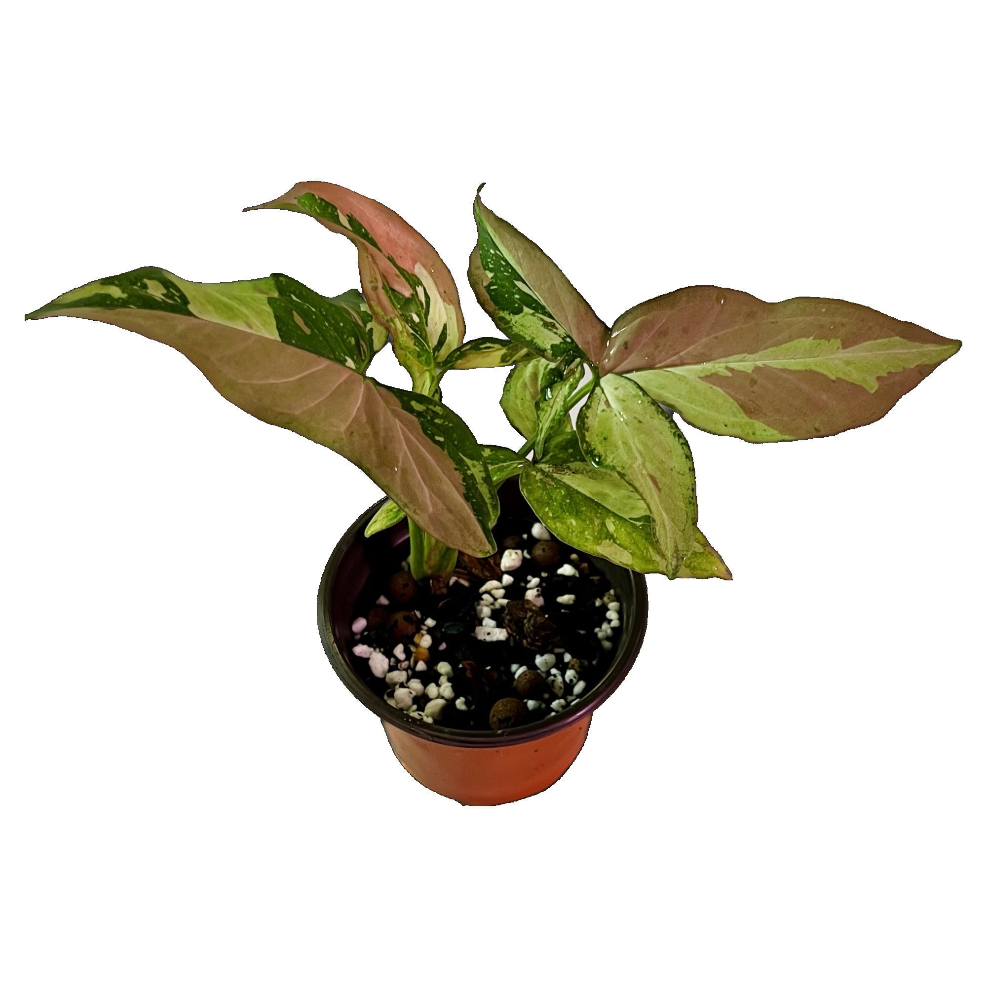 Syngonium Red Spot Tricolor in 4" pot