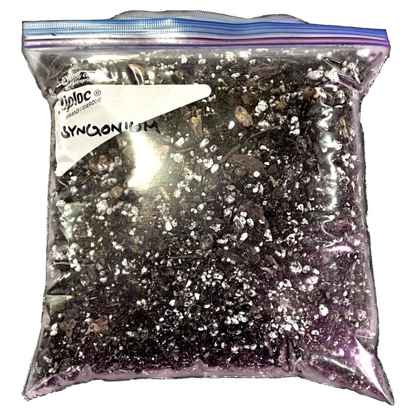 Mezcla para macetas Syngonium Saturday Mezcla para macetas Syngonium Saturday