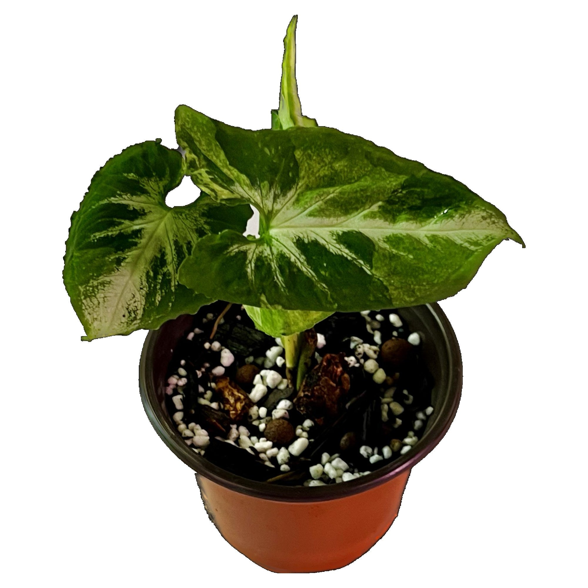 Syngonium Scrambled Eggs in 4" pot