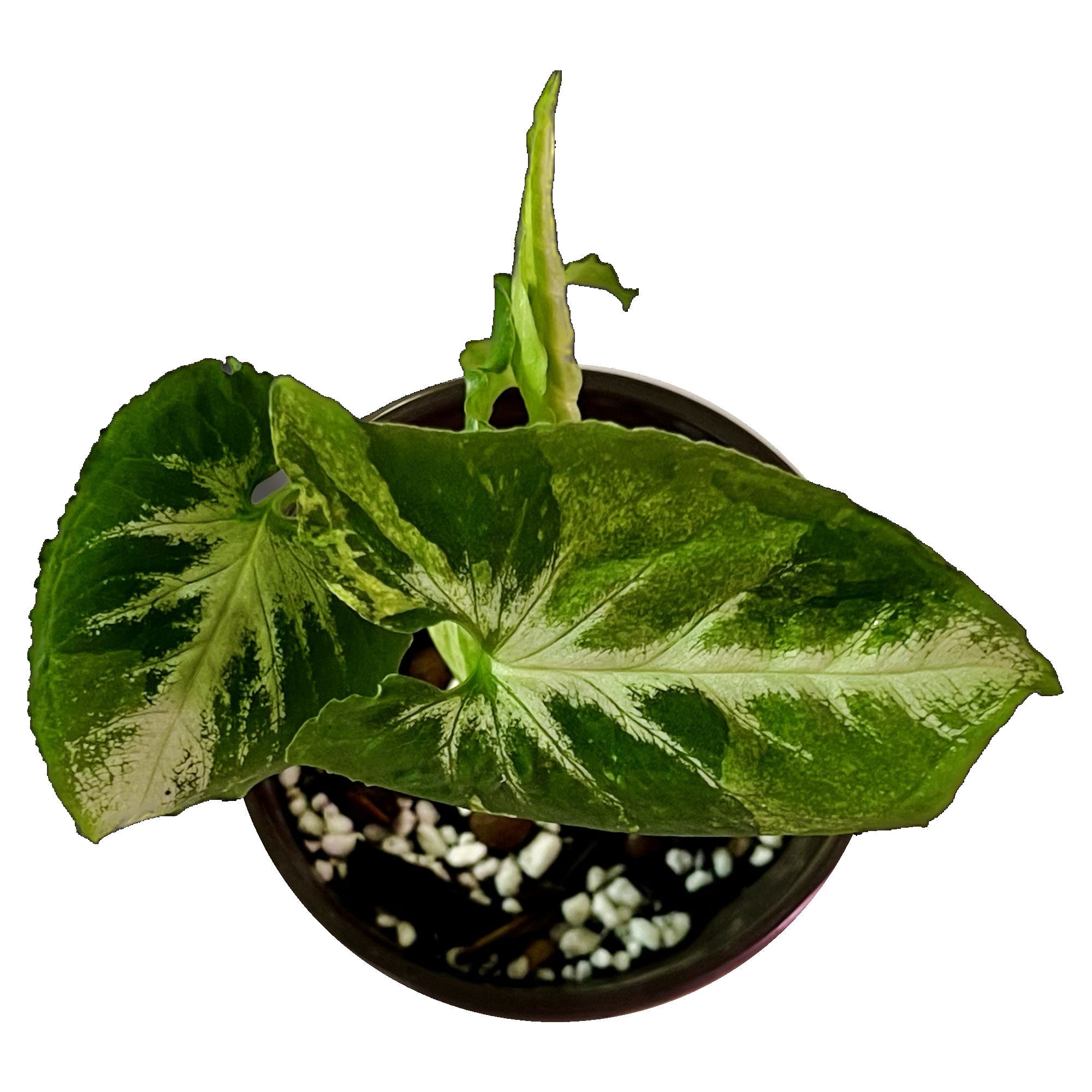 Syngonium Scrambled Eggs in 4" pot