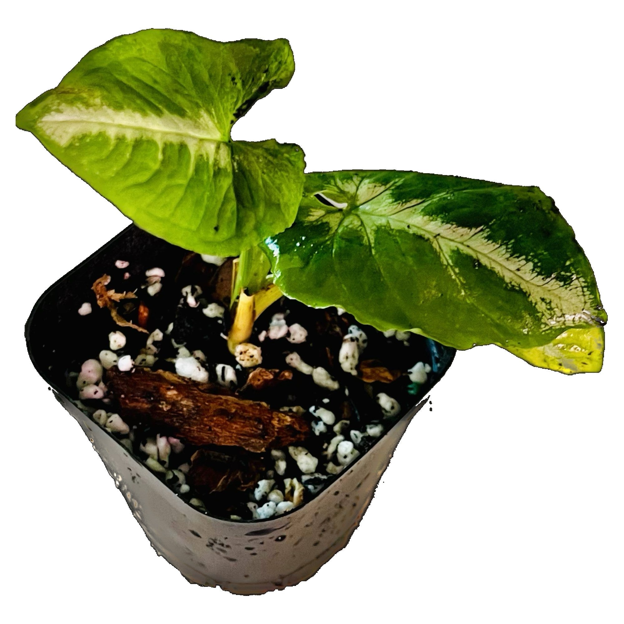 Syngonium Scrambled Eggs in 2" pot
