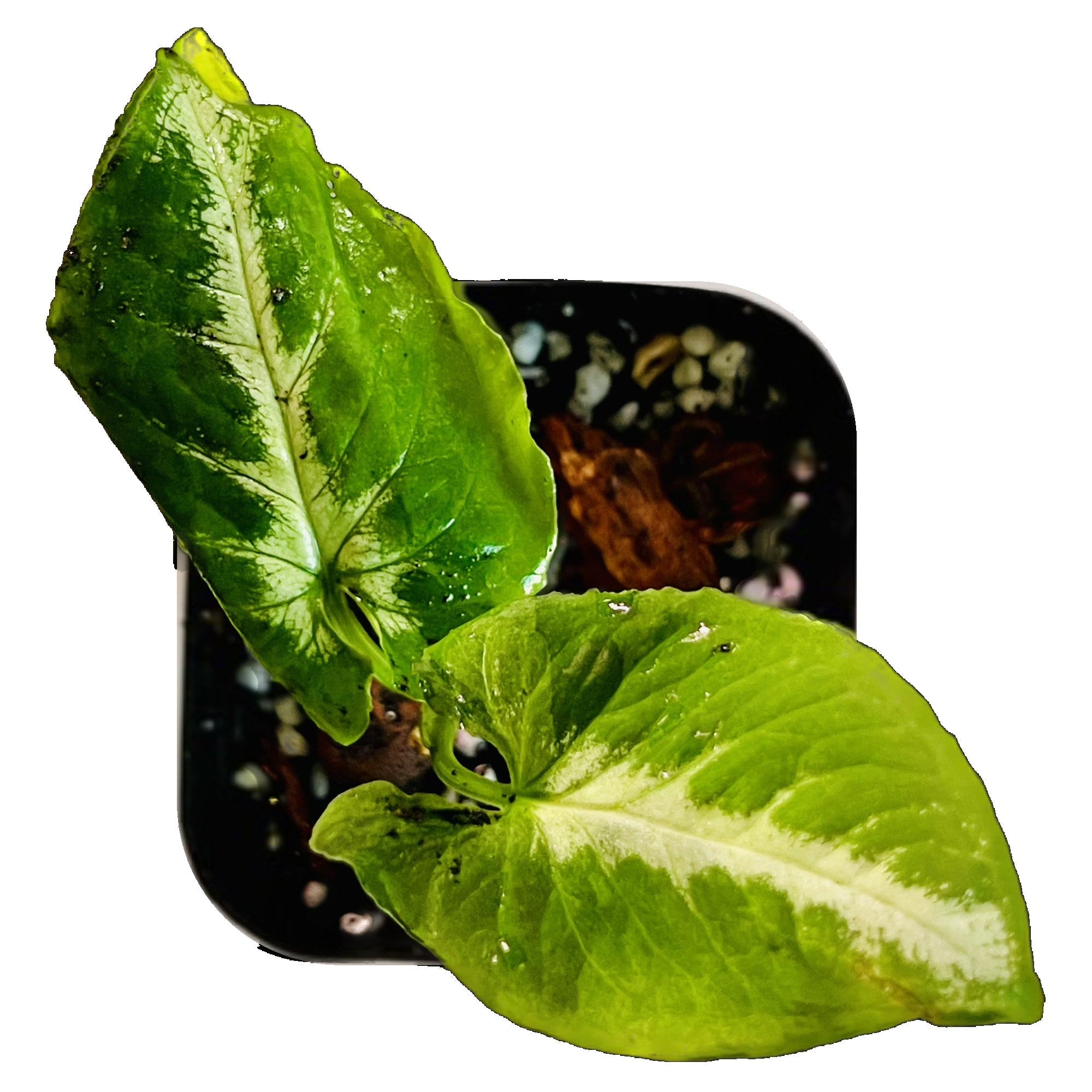 Syngonium Scrambled Eggs in 2" pot