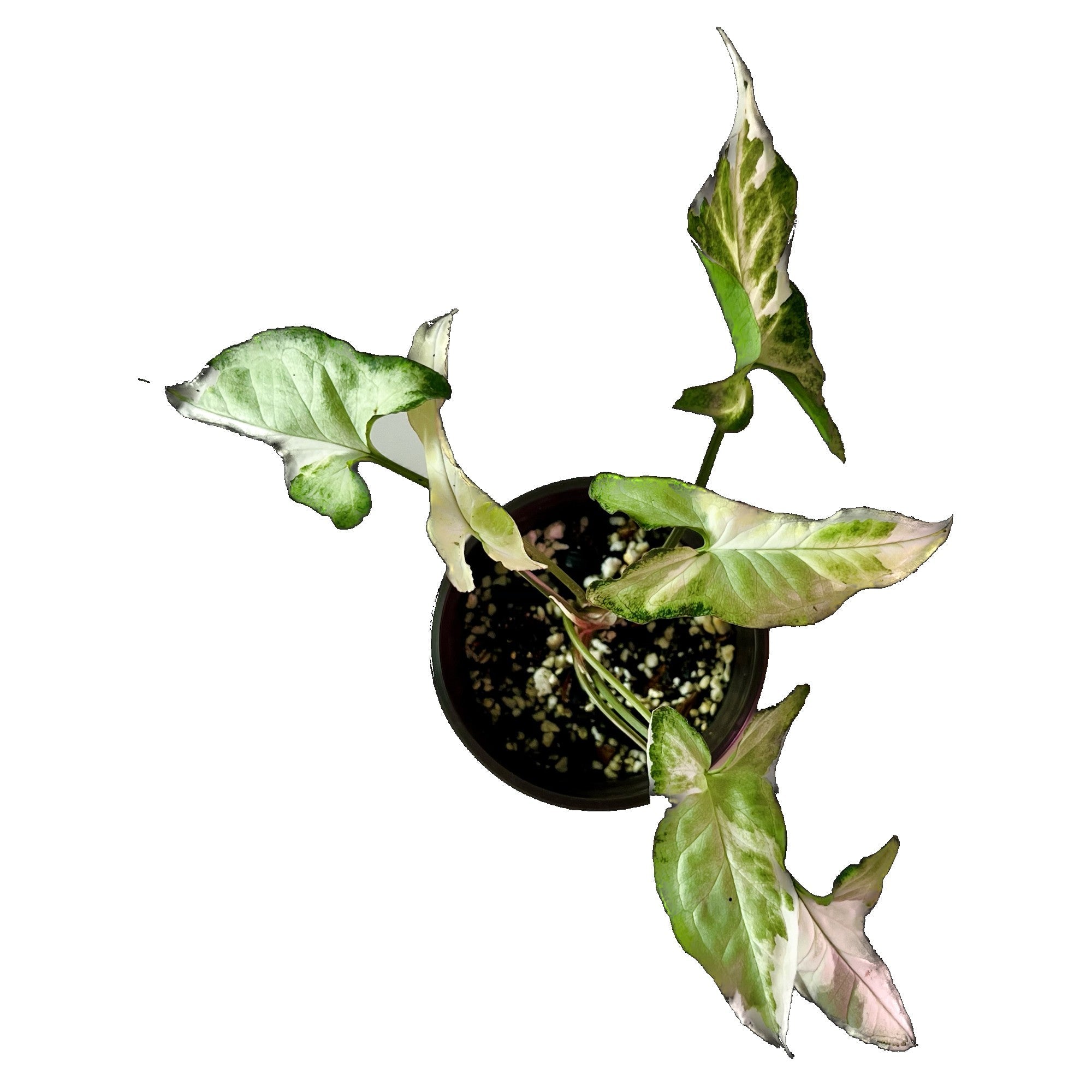 Syngonium Starlite in 4" pot