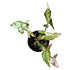 Syngonium Starlite in 4" pot