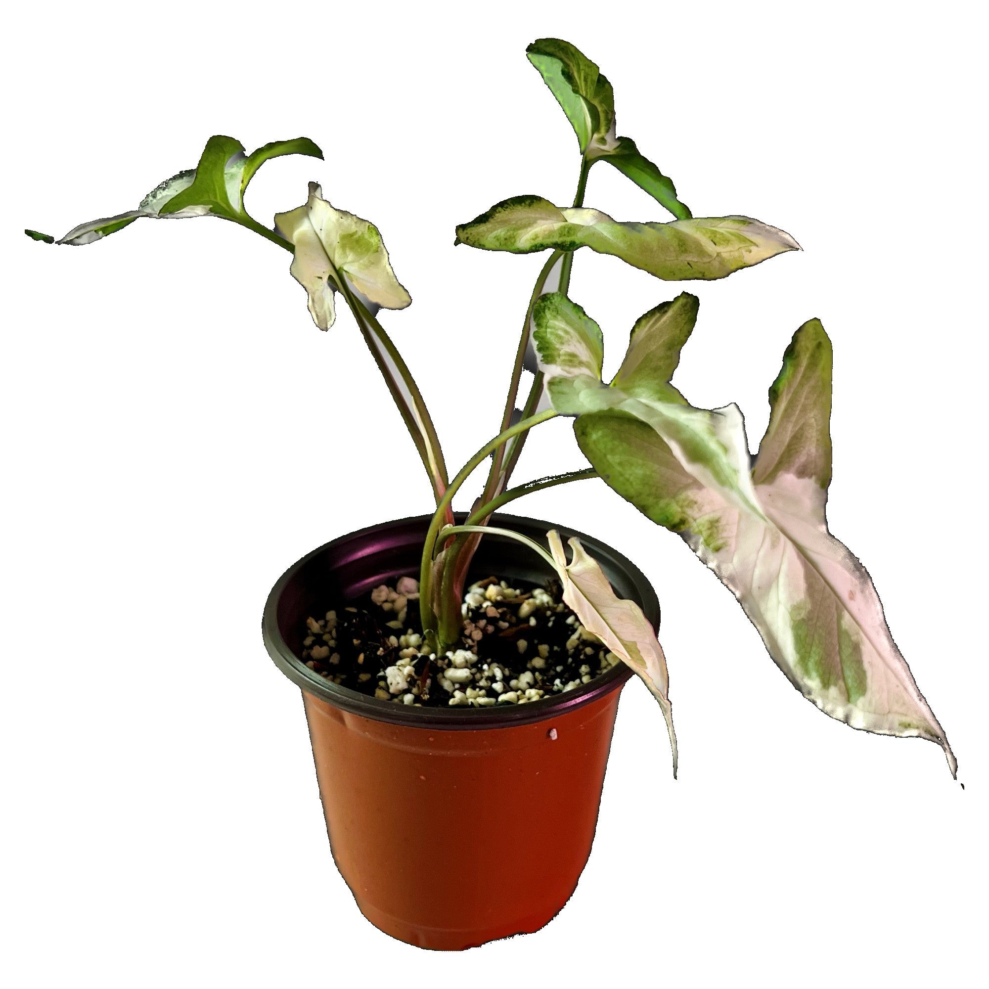 Syngonium Starlite in 4" pot