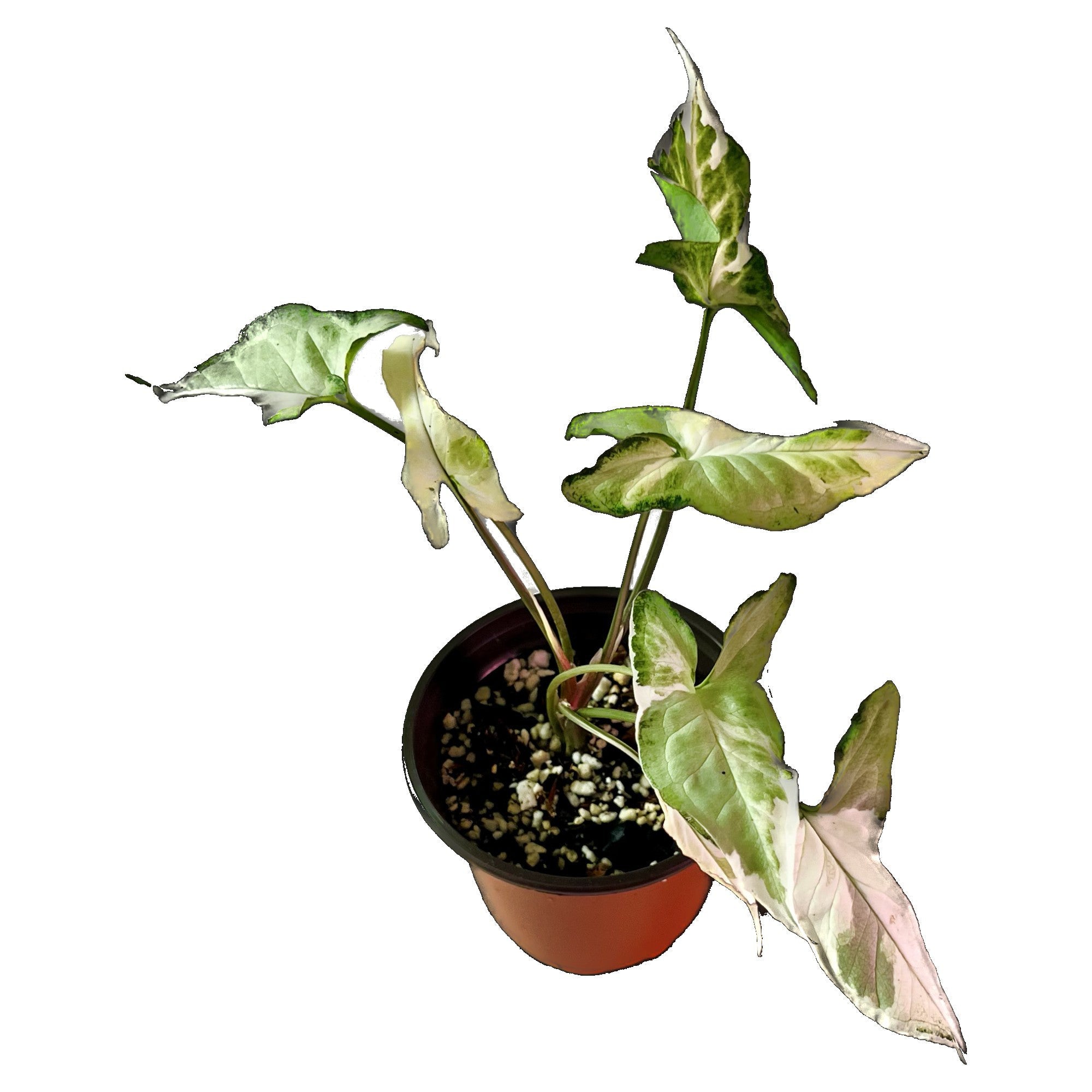 Syngonium Starlite in 4" pot