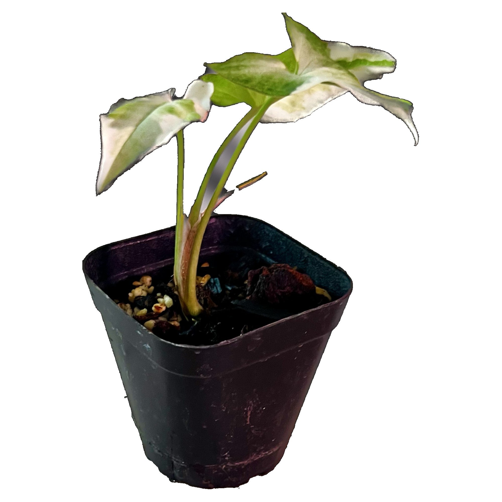 Syngonium Starlite in 2" pot