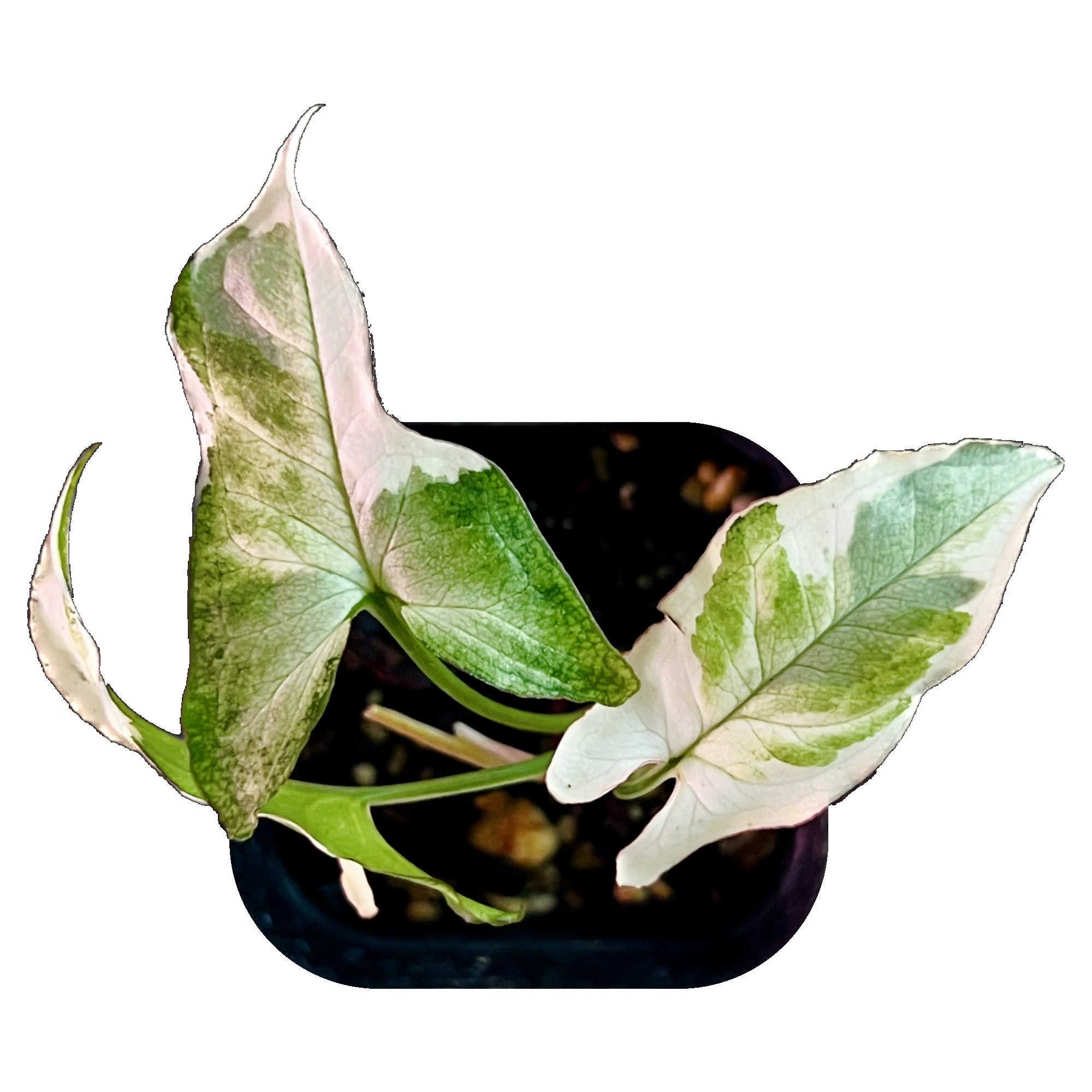 Syngonium Starlite in 2" pot