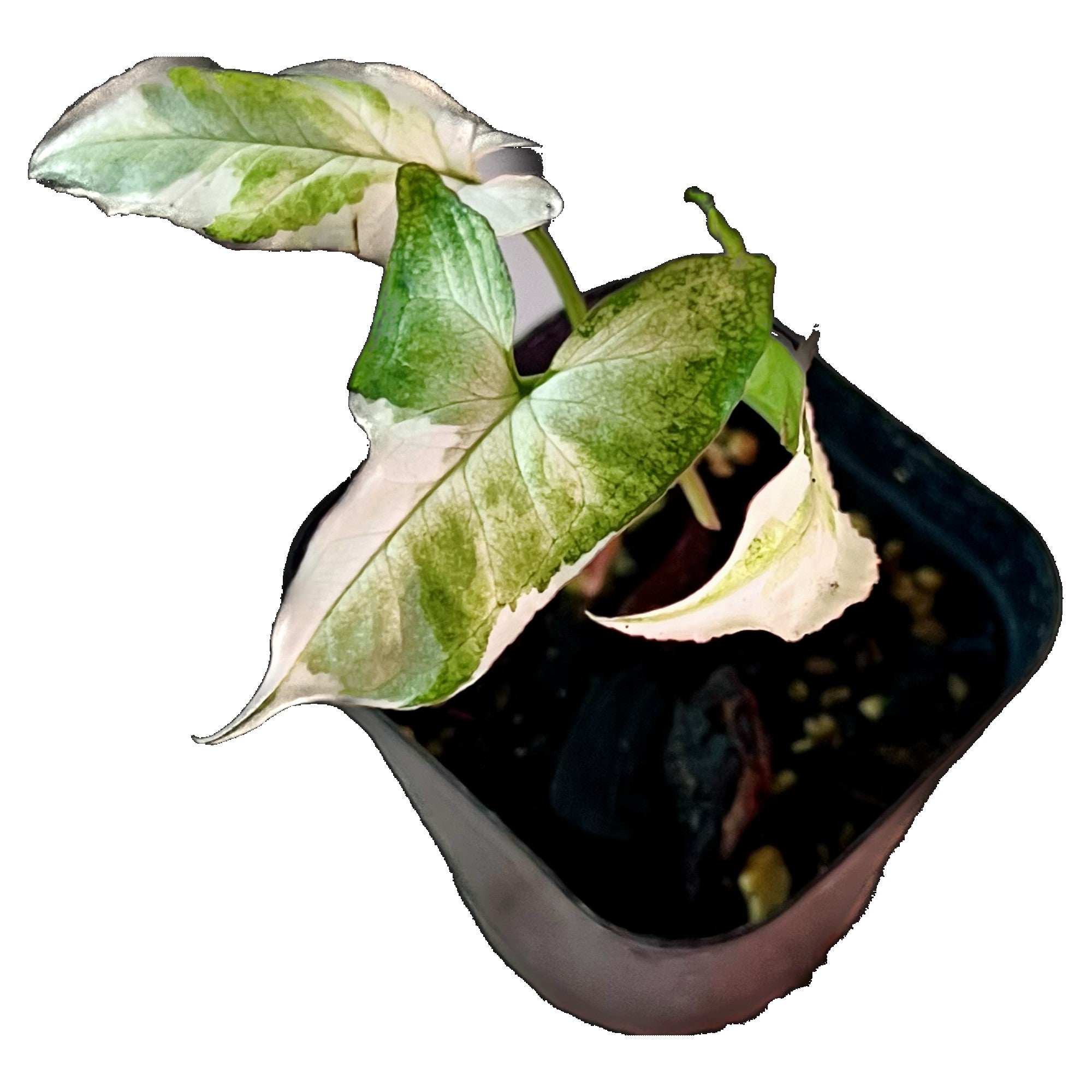 Syngonium Starlite in 2" pot