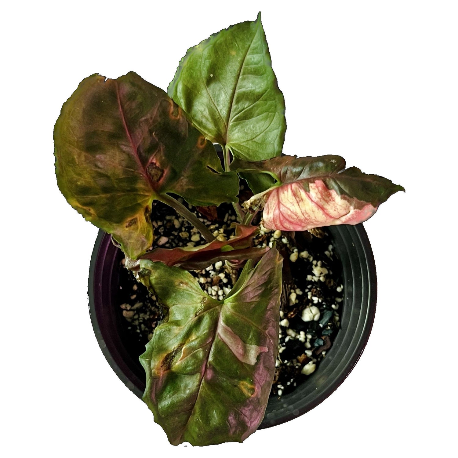Syngonium Strawberry Ice in 6" pot