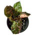 Syngonium Strawberry Ice in 6" pot