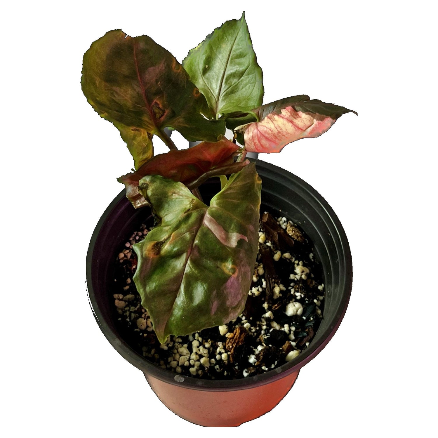 Syngonium Strawberry Ice in 6" pot