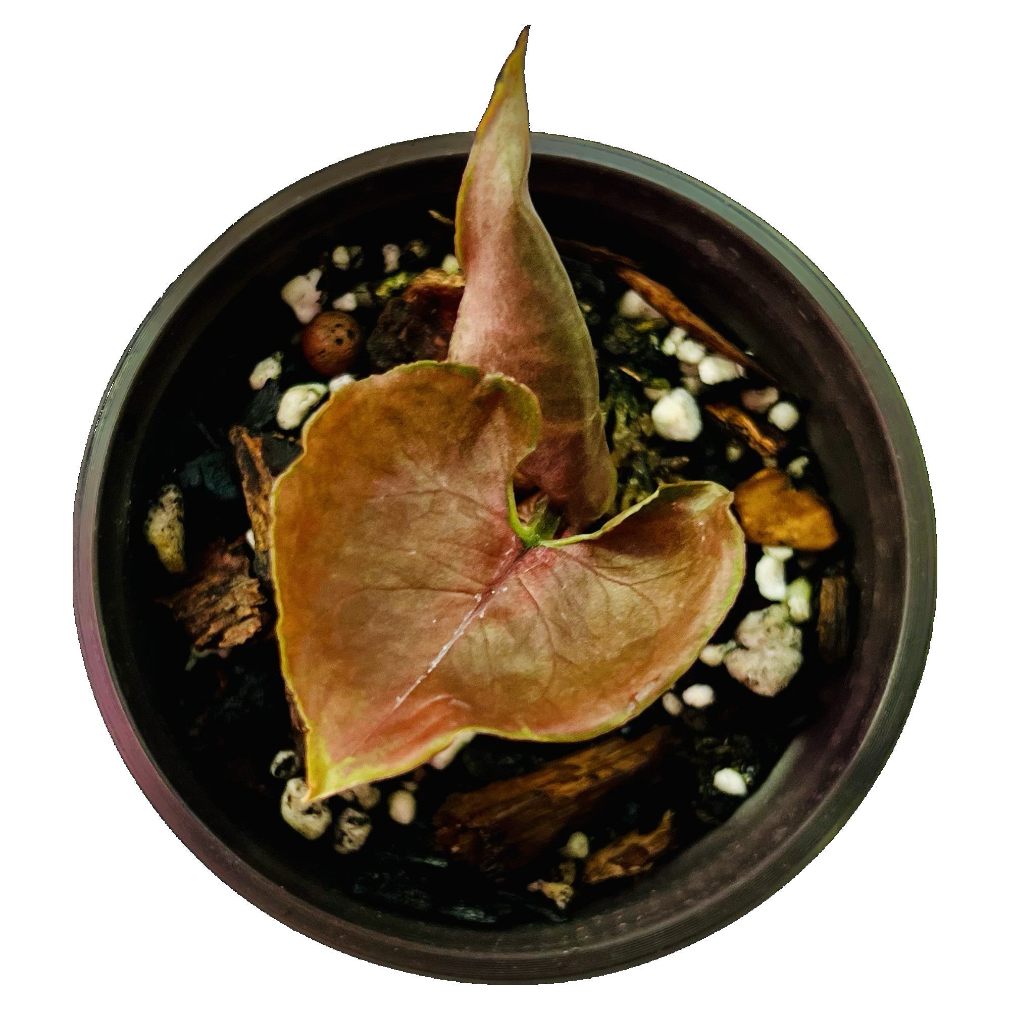 Syngonium Strawberry Ice in 4" pot