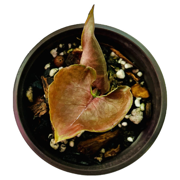 Syngonium Strawberry Ice - Small Syngonium Strawberry Ice - Small