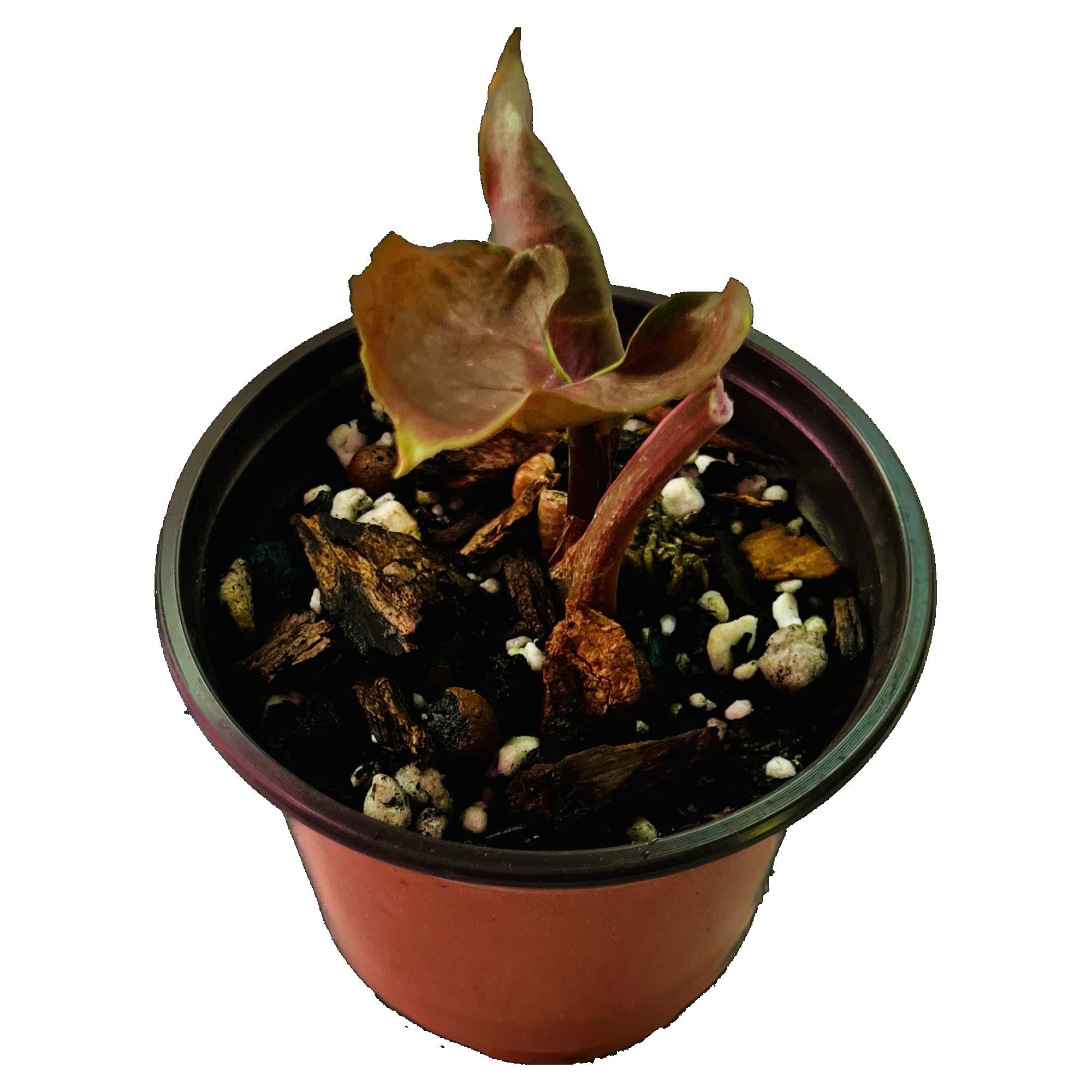 Syngonium Strawberry Ice in 4" pot