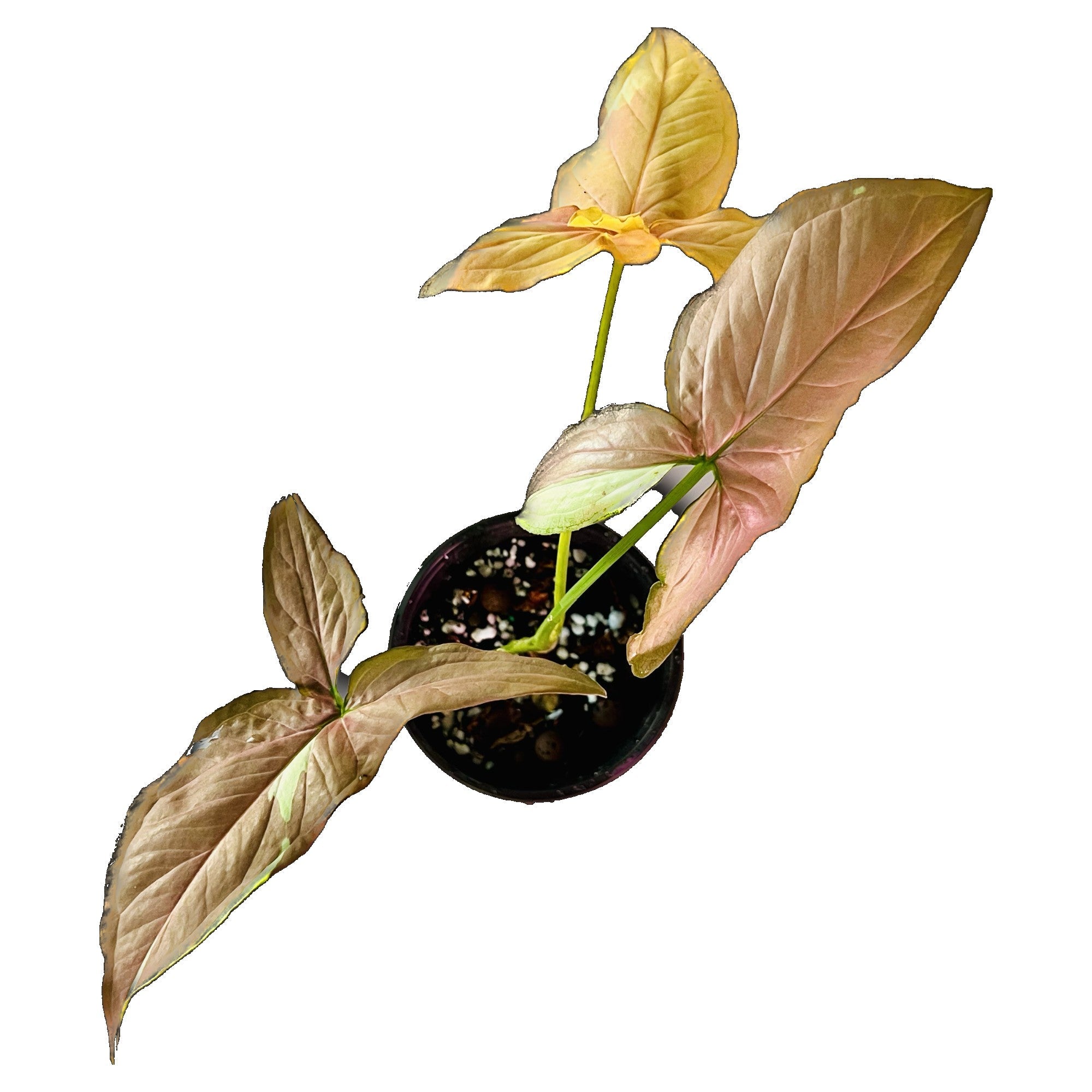 Syngonium Strawberry Milk in 4" pot
