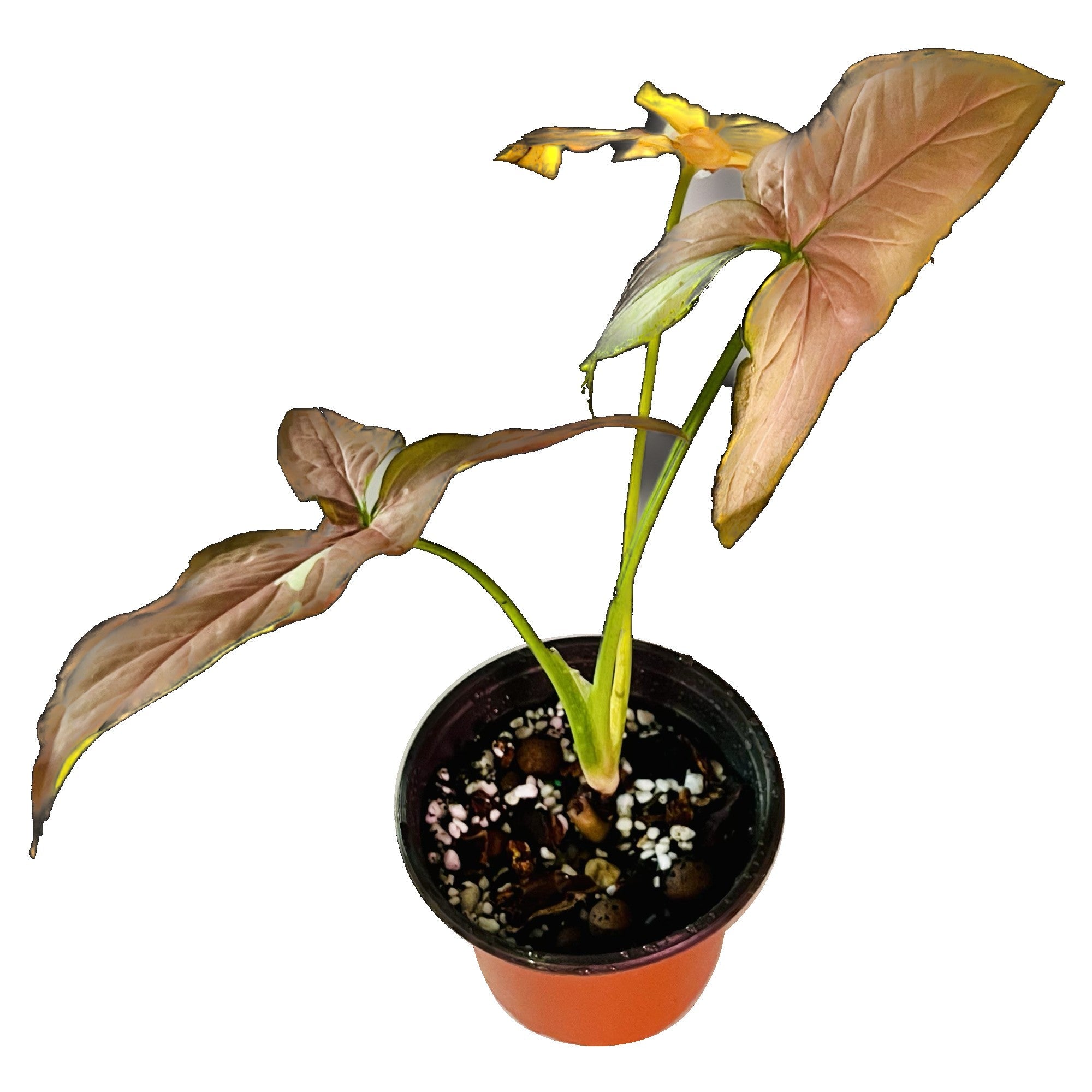 Syngonium Strawberry Milk in 4" pot