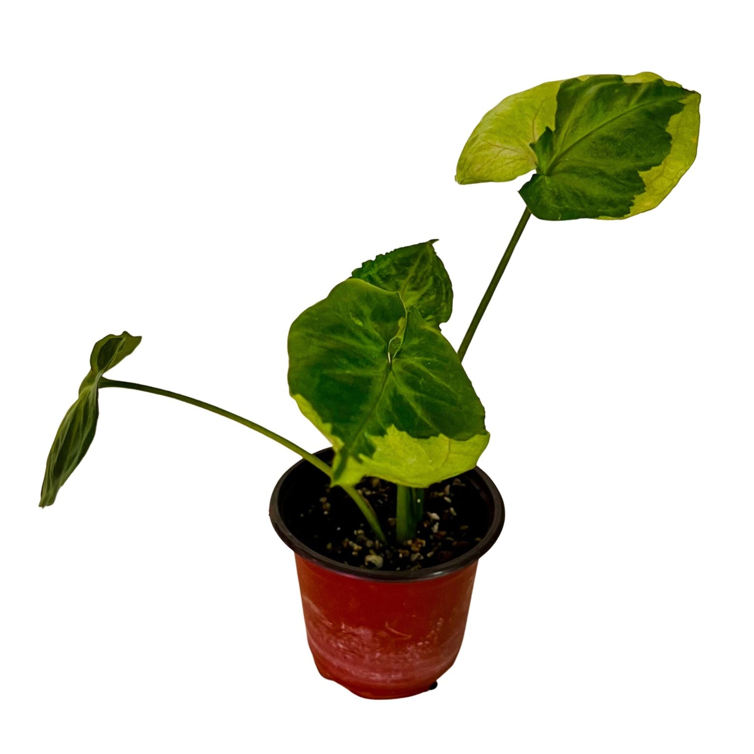 Syngonium T24 Round Form in 4" pot