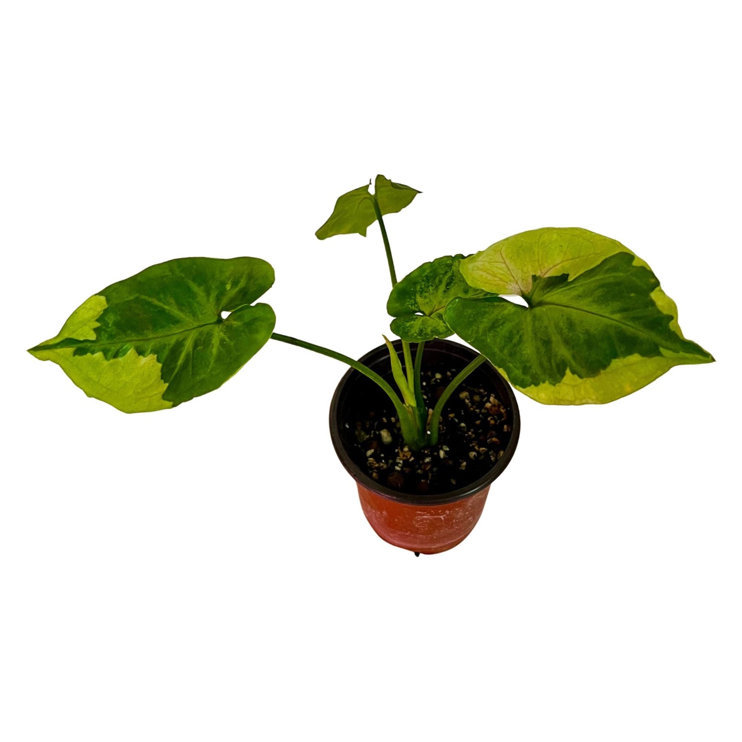 Syngonium T24 Round Form in 4" pot