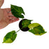 Syngonium T24 Round Form in 4" pot