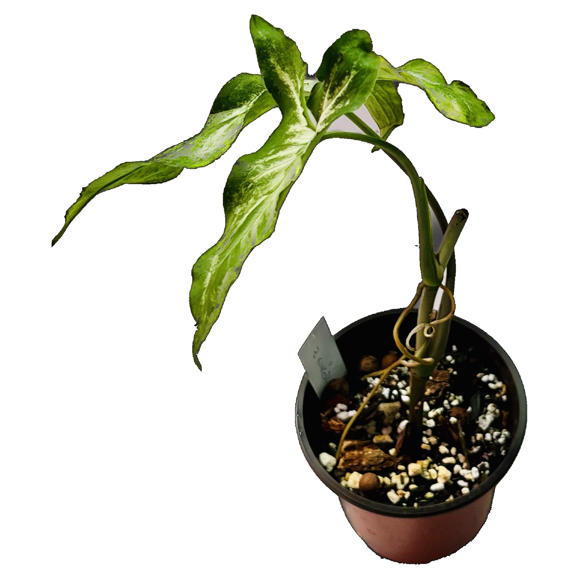 Syngonium Three Kings in 4" pot