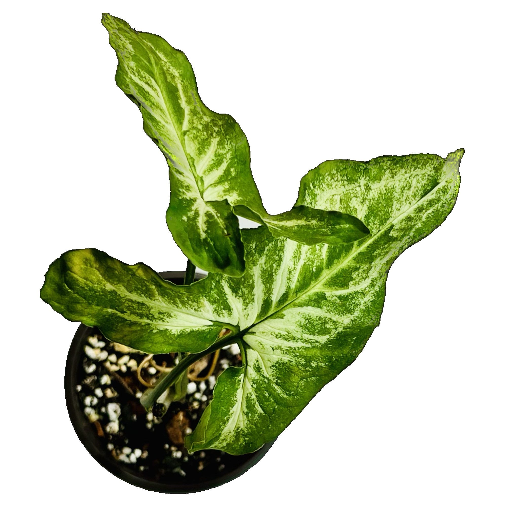 Syngonium Three Kings in 4" pot