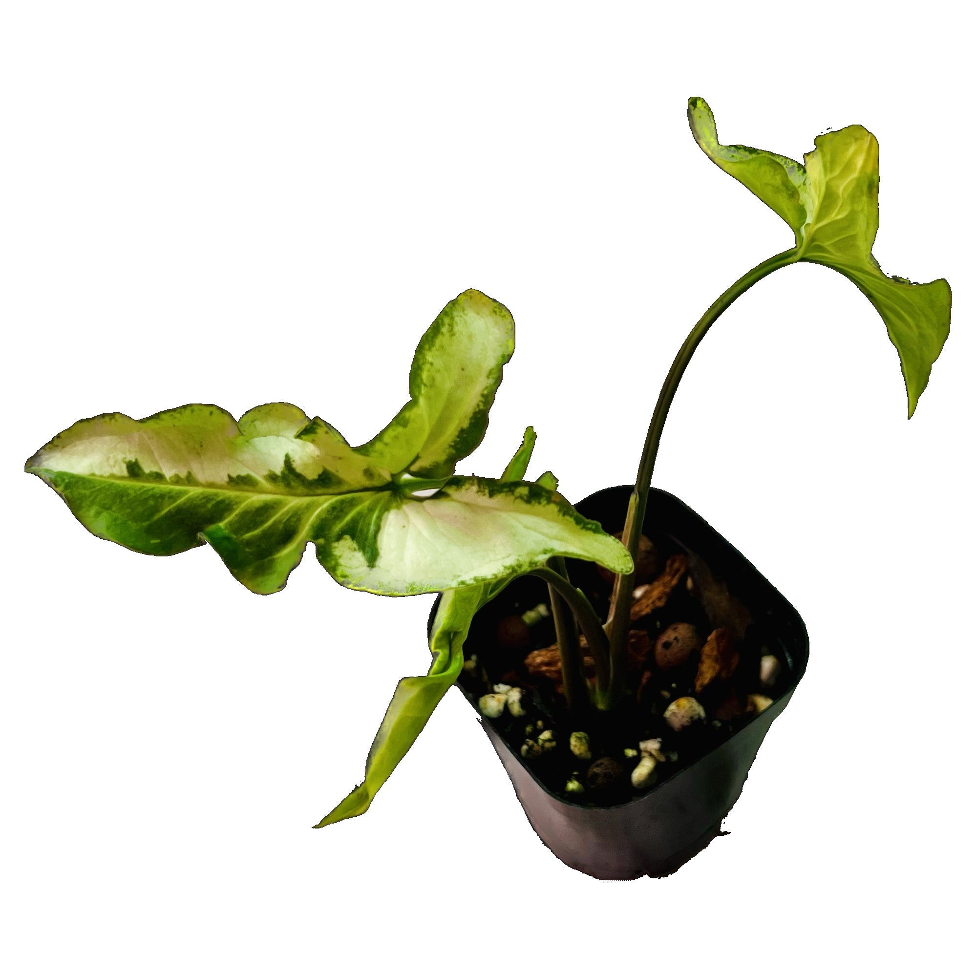 Syngonium Three Kings in 2" pot