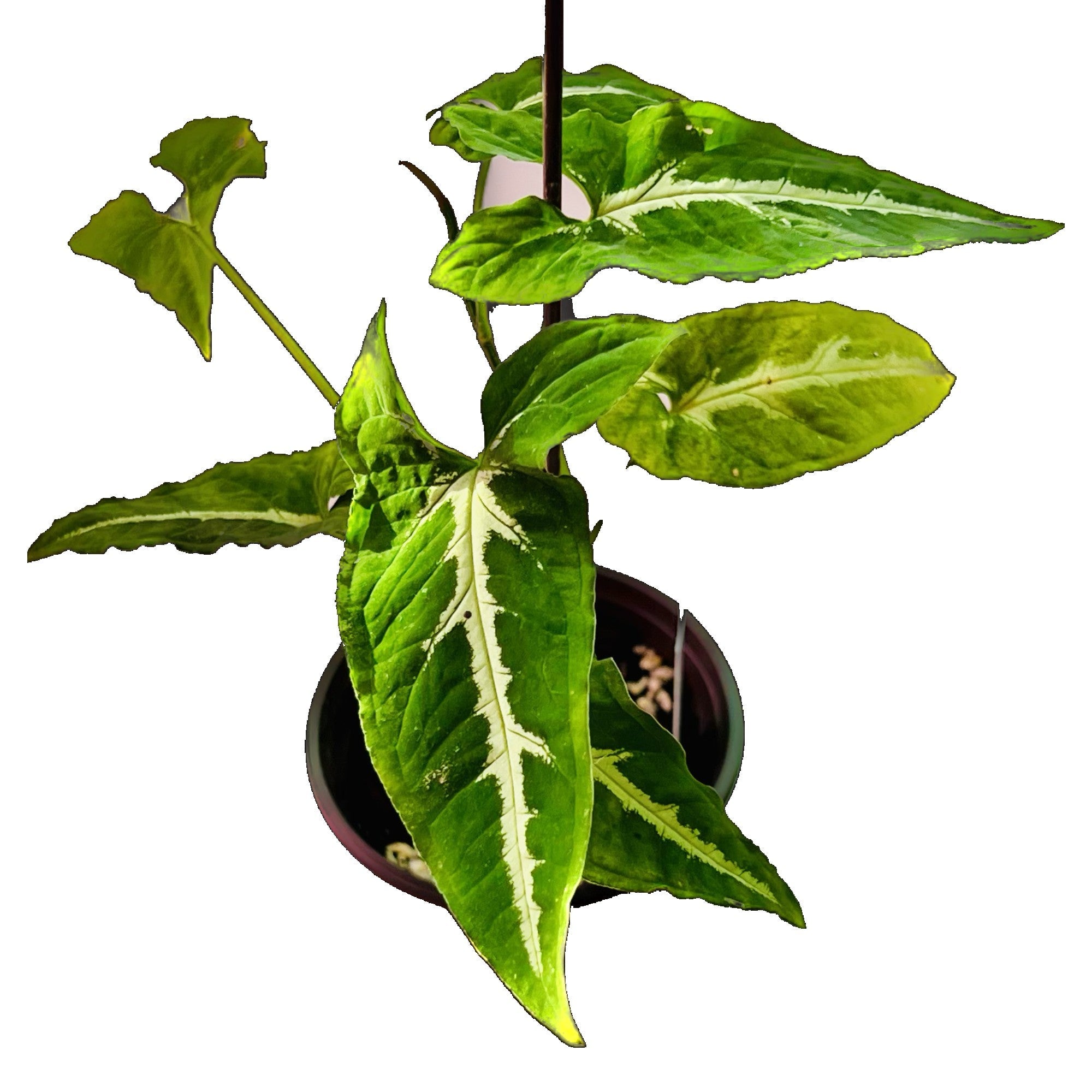 Syngonium Wendlandii in 4" pot