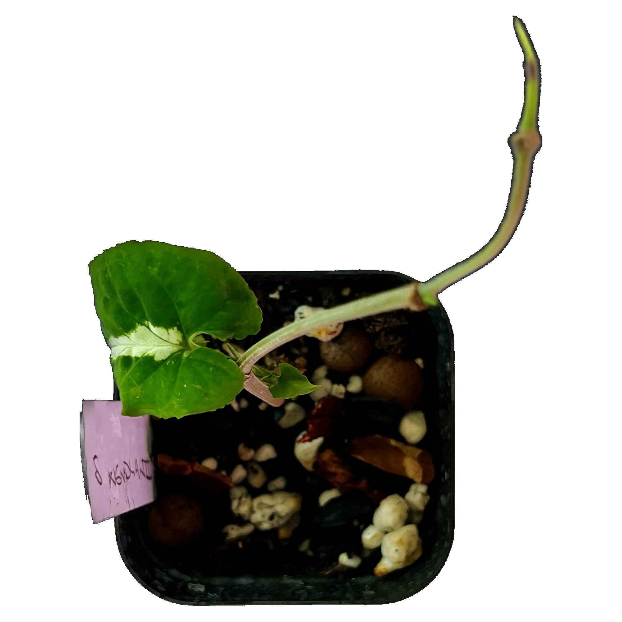 Syngonium Wendlandii in 2" pot