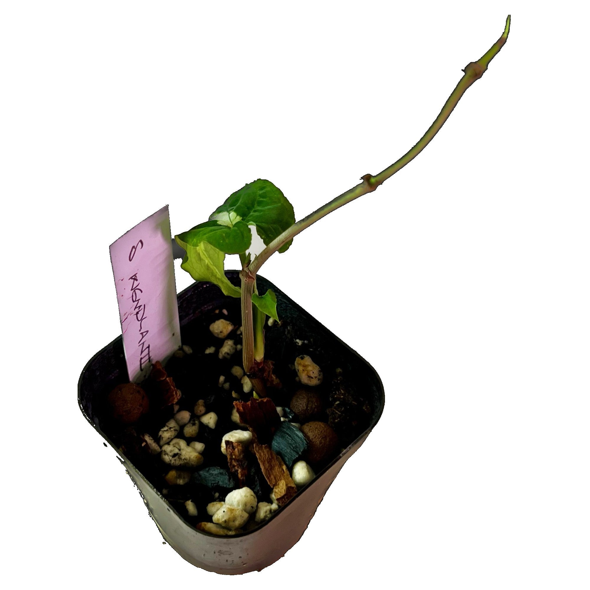 Syngonium Wendlandii in 2" pot