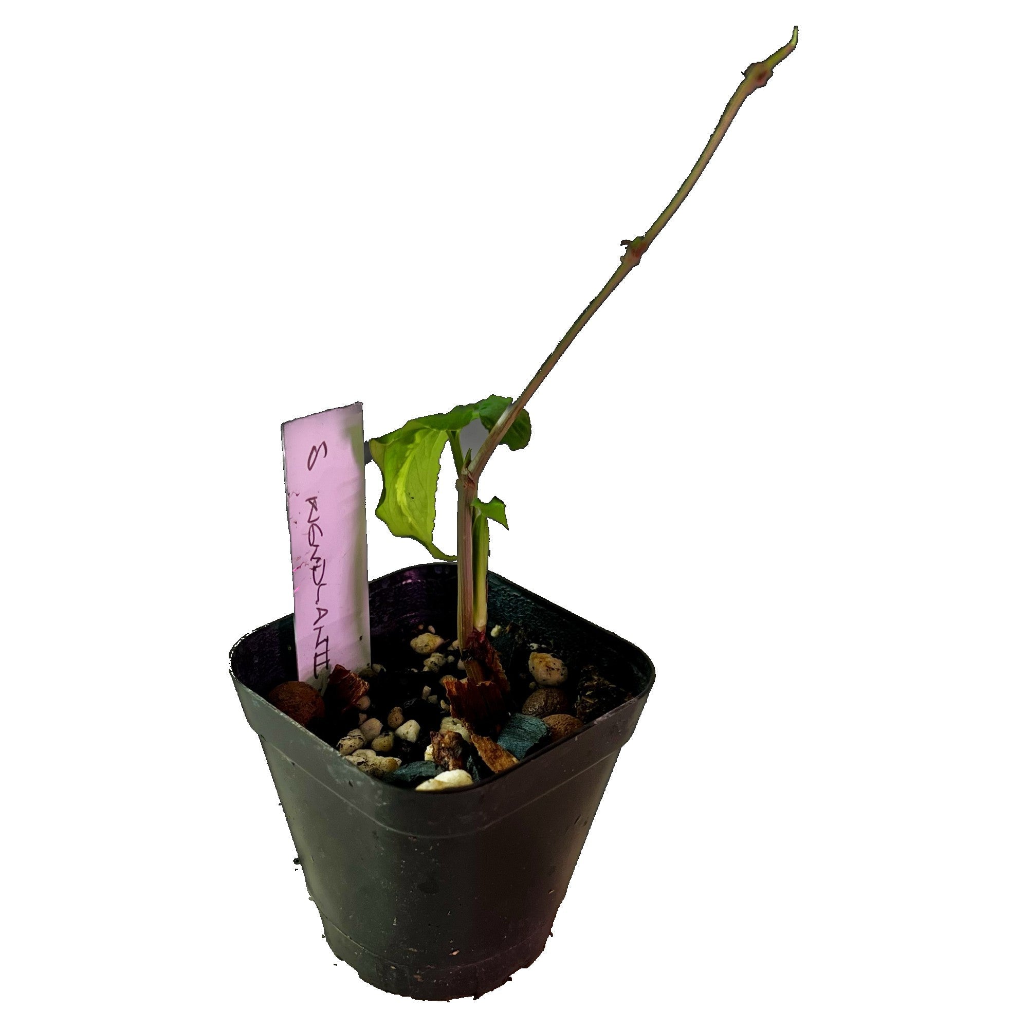 Syngonium Wendlandii in 2" pot