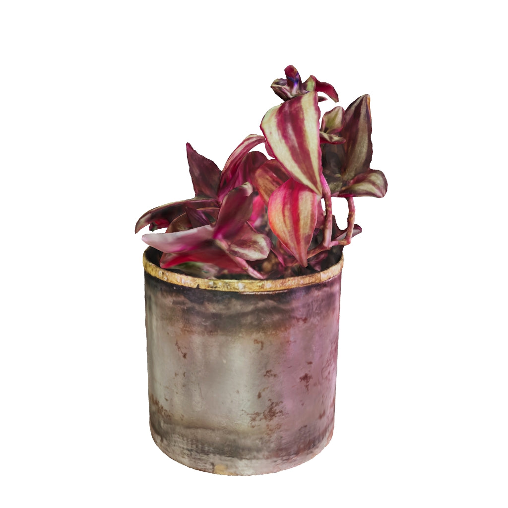 Silver Inch Plant - Small