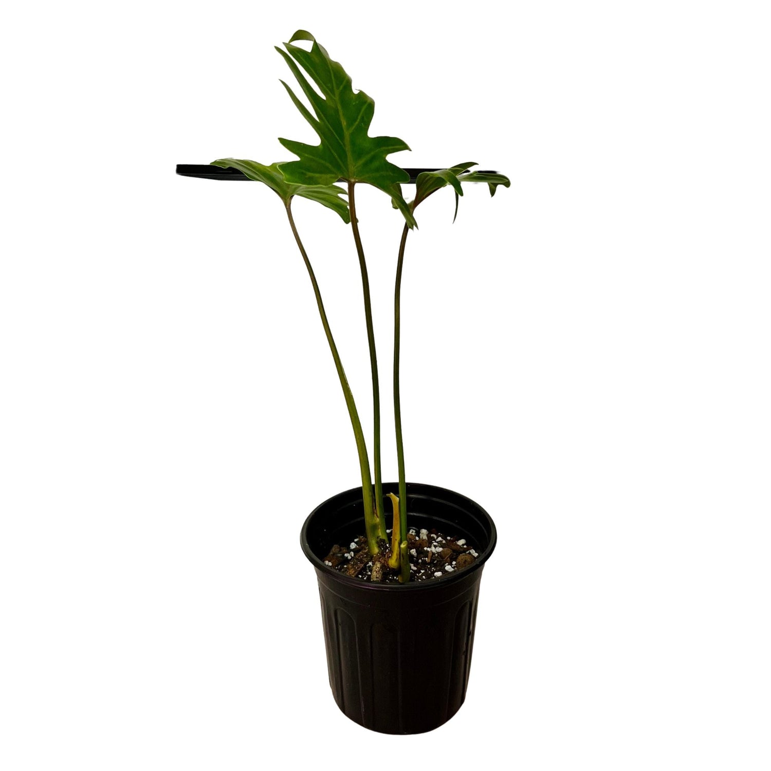 Thaumatophyllum Xanadu in 1/2 Gallon pot