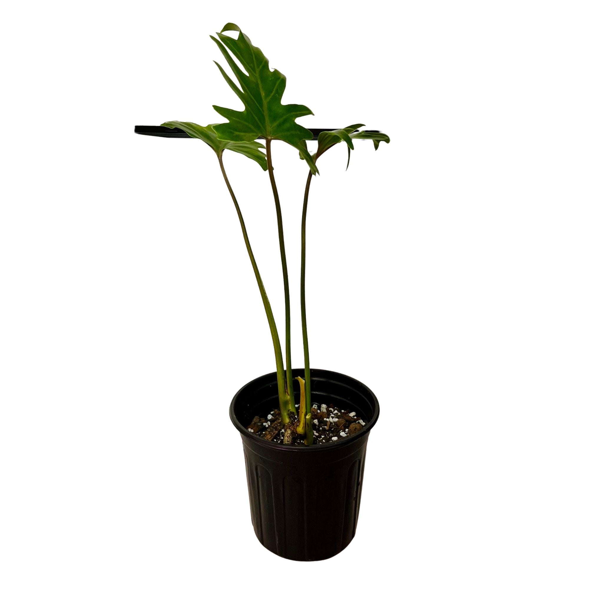 Thaumatophyllum Xanadu in 1/2 Gallon pot