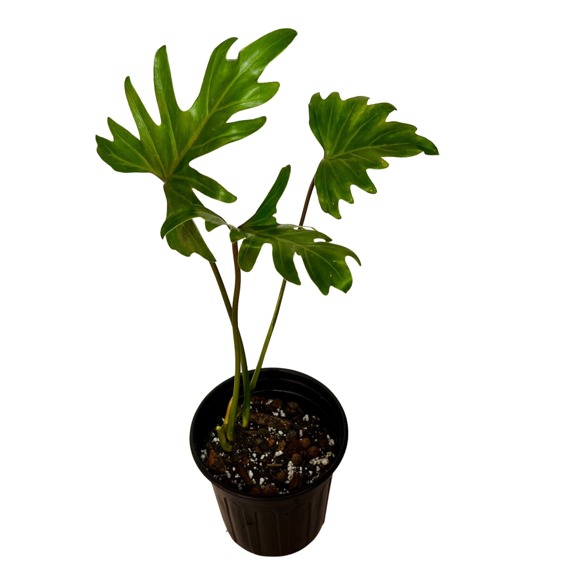 Thaumatophyllum Xanadu in 1/2 Gallon pot