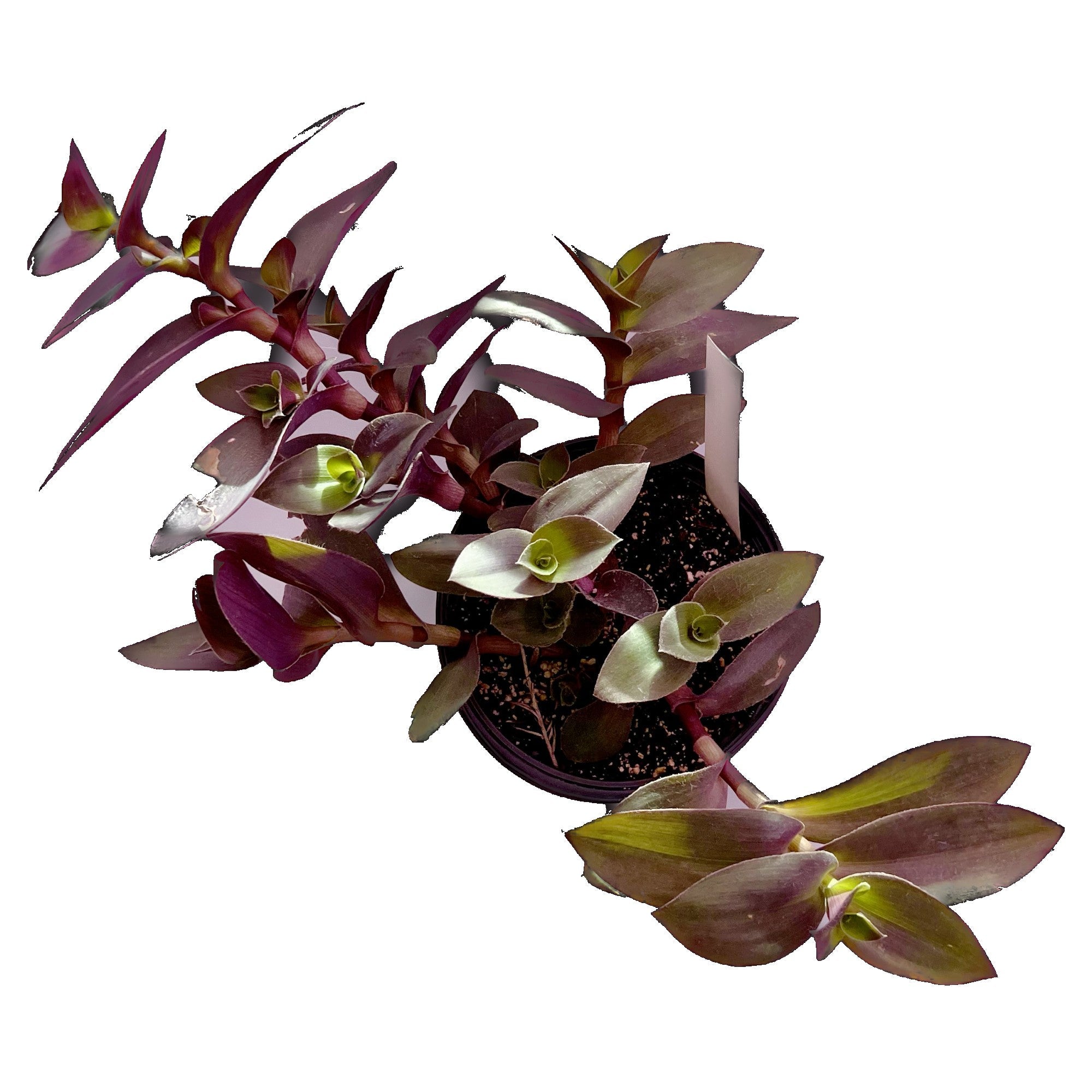Tradescantia Diane - Extra Large