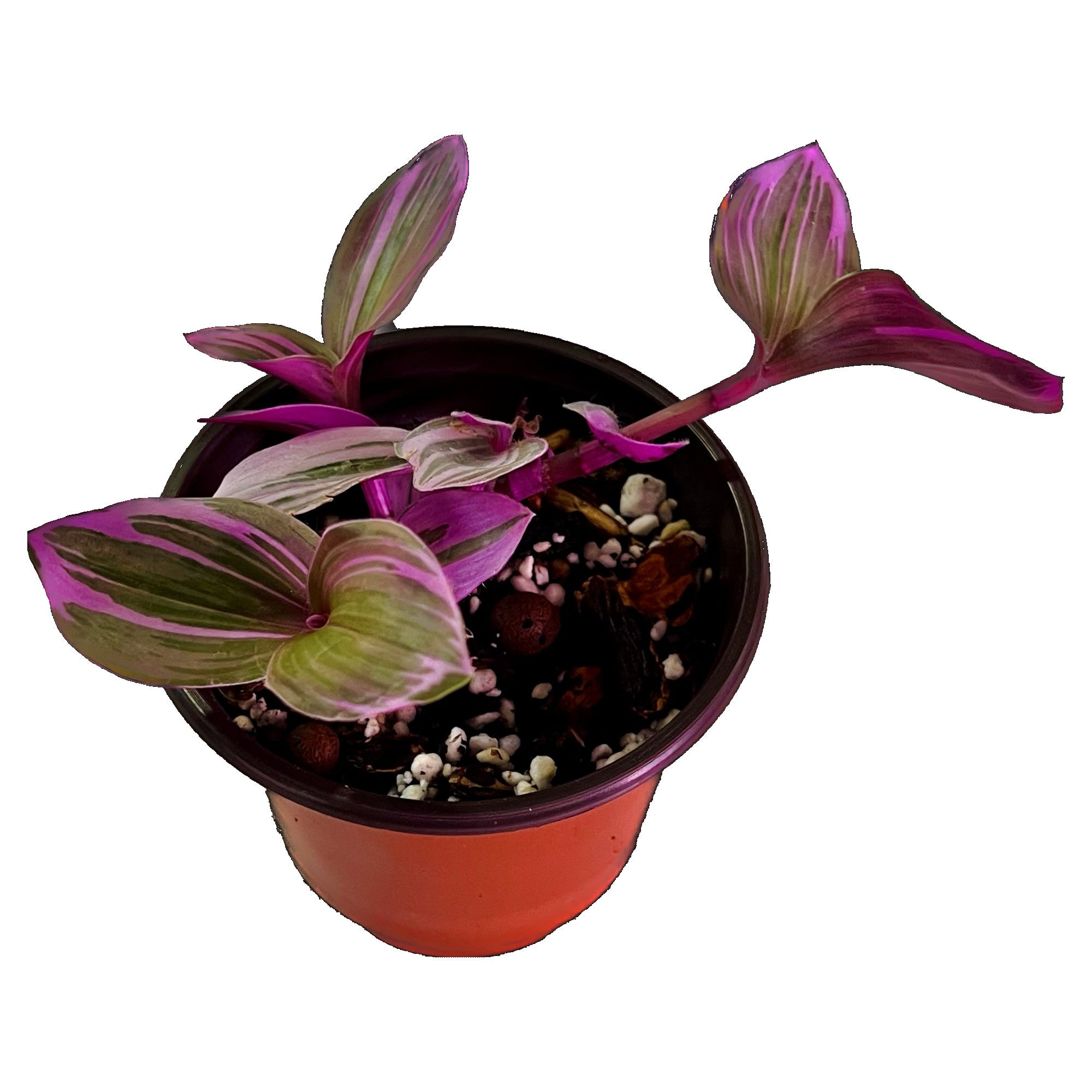 Tradescantia Nanouk in 4" pot