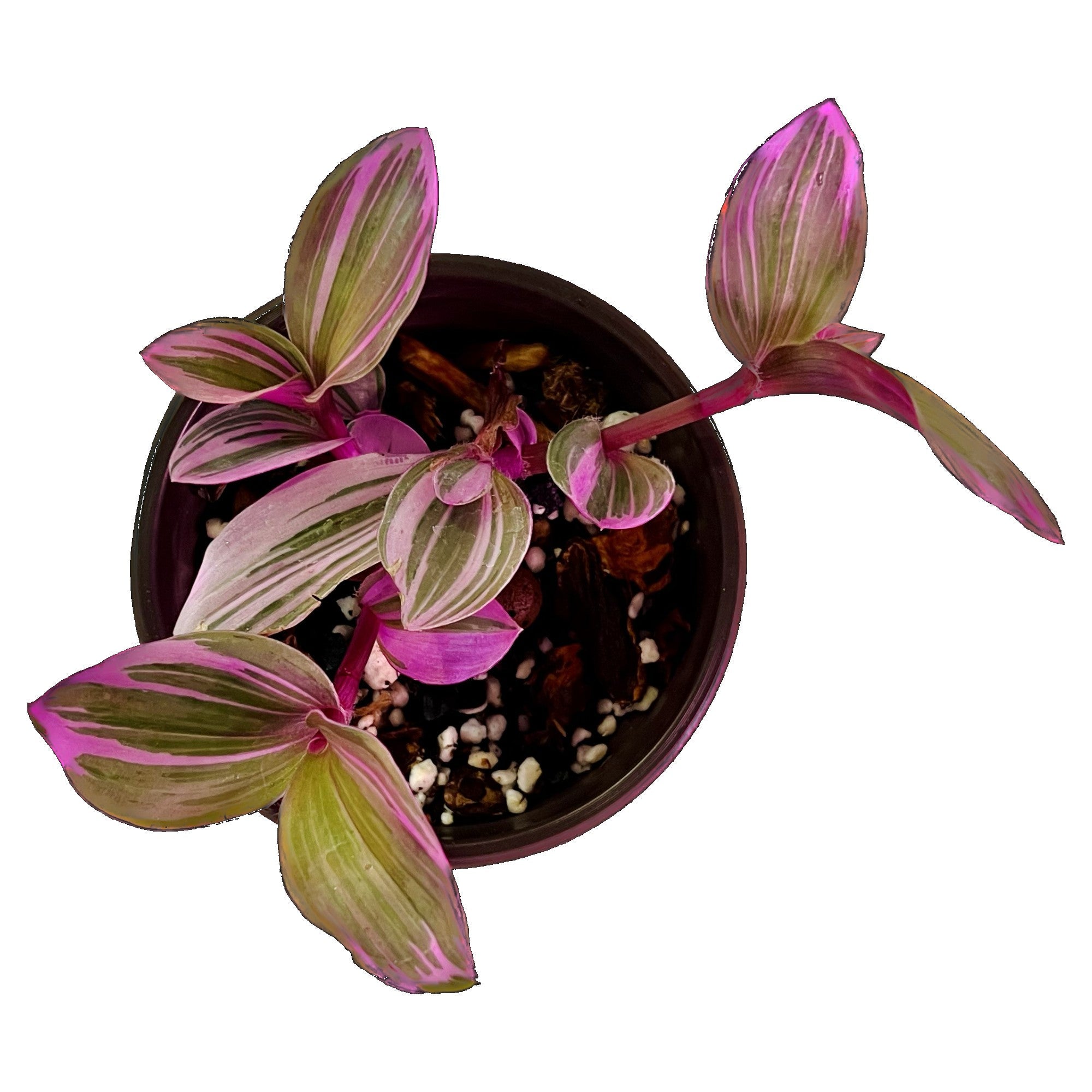 Tradescantia Nanouk in 4" pot