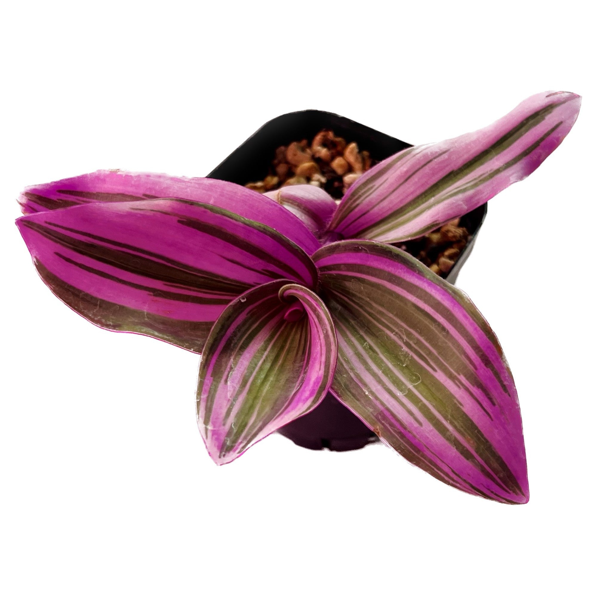 Tradescantia Nanouk in 2" pot