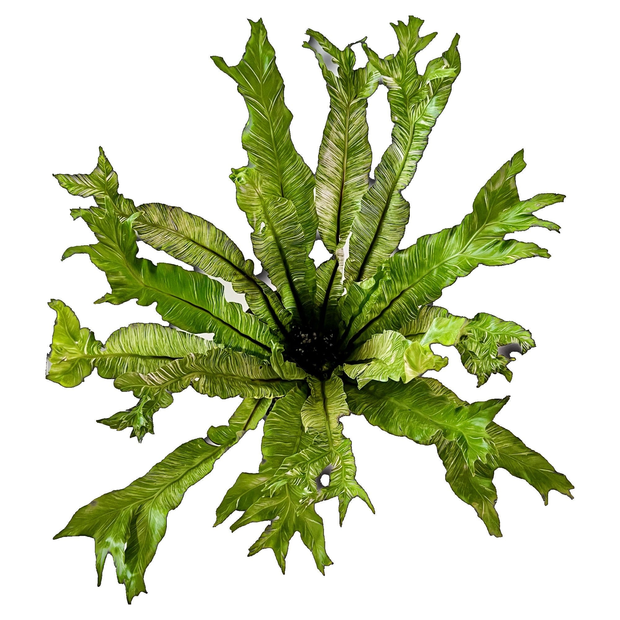 Variegated Birds Nest Fern in 6" pot